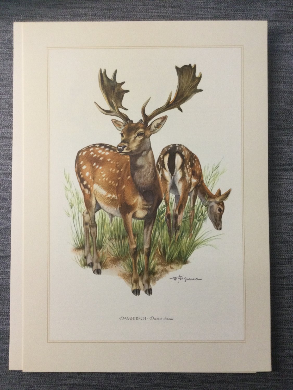 洋書 SAMMLUNG NATURKUNDLICHER TAFELN Sammlung naturkundlicher Tafeln, Mitteleuropaische